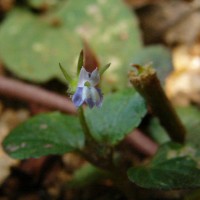 Lobelia zeylanica L.